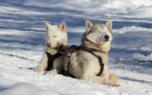 huskies